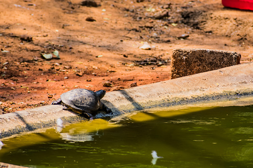 in a zoo pond Tortoise crawling at day time while a lot of visitor have attracted to see.