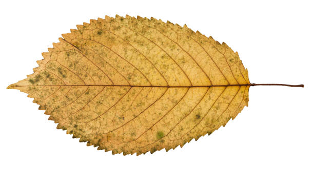 istock back side of fallen yellow leaf of prunus tree 946525416