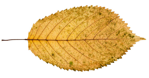 istock fallen yellow leaf of prunus tree isolated 946525524