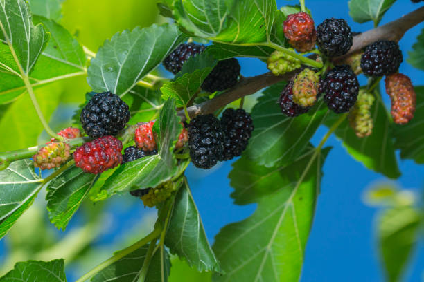 istock Fresh mulberry berry on the tree 946525788