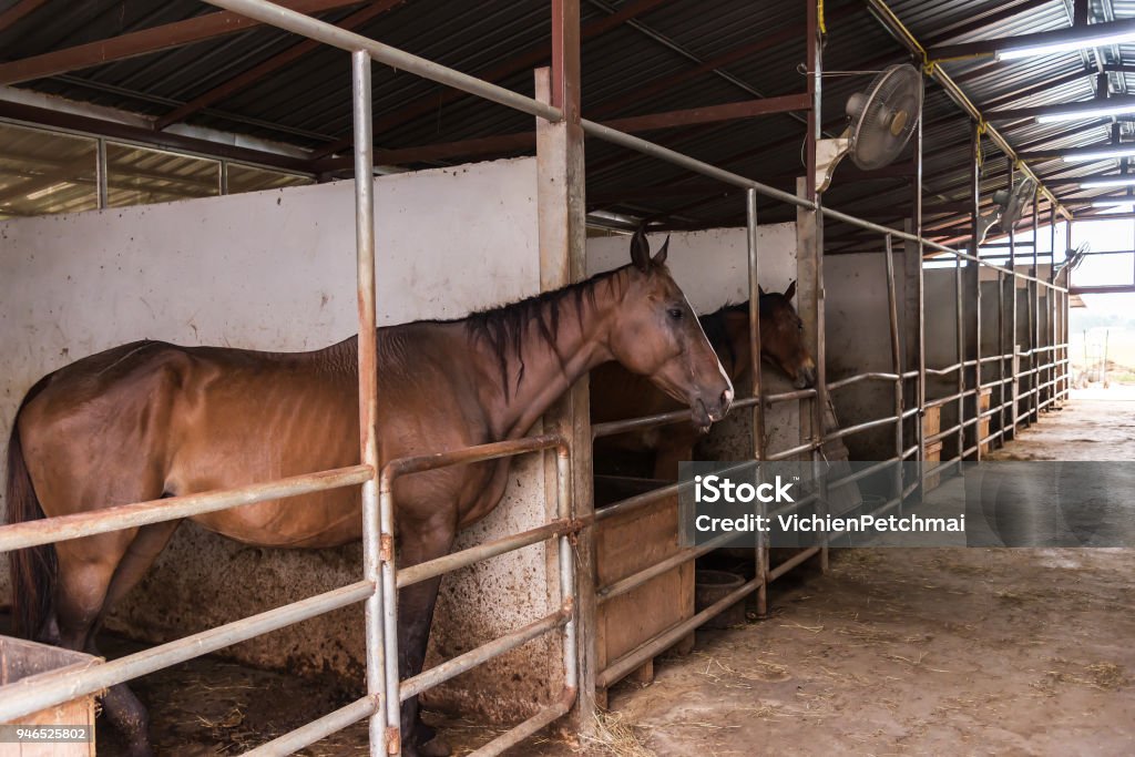 Head of horse looking over the stable doors on the background of other horses.Horse in the farm Door Stock Photo