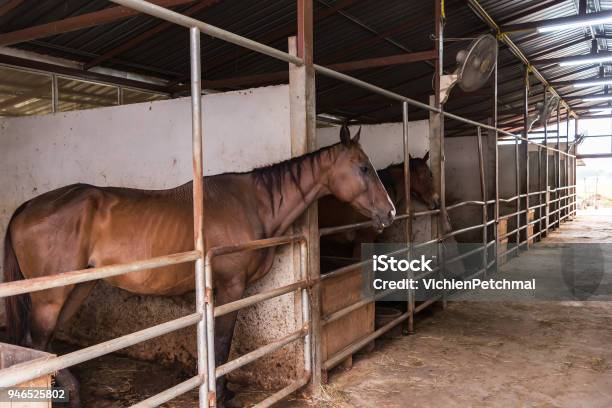 Head Of Horse Looking Over The Stable Doors On The Background Of Other Horseshorse In The Farm Stock Photo - Download Image Now