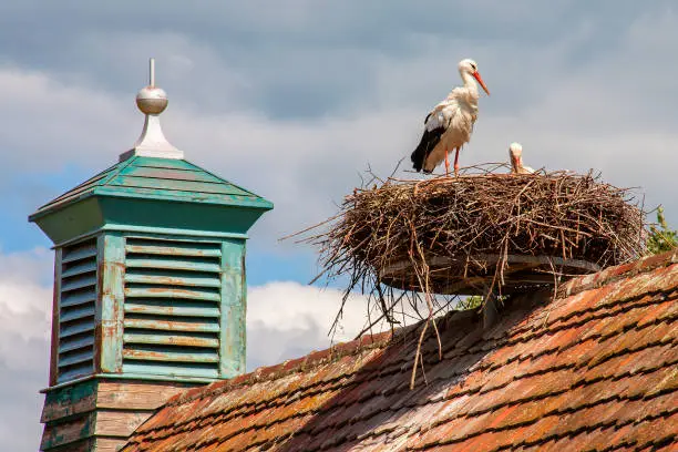 Photo of Ungersheim. White stork at the nest. Haut-Rhin. Alsace. Grand Est