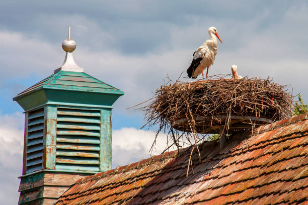 ungersheim. white stork at the nest. haut-rhin. alsace. grand est - haut rhin imagens e fotografias de stock