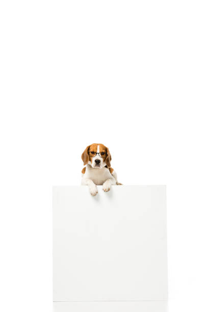 istock adorable beagle dog wearing eyeglasses and lying on white cube isolated on white 946531582
