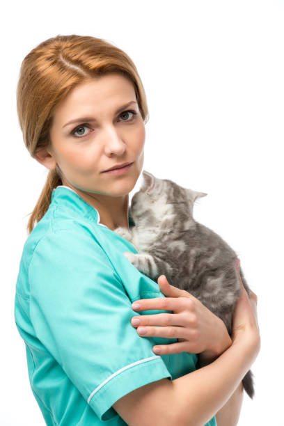 istock serious veterinarian holding kitten and looking at camera isolated on white 946531678