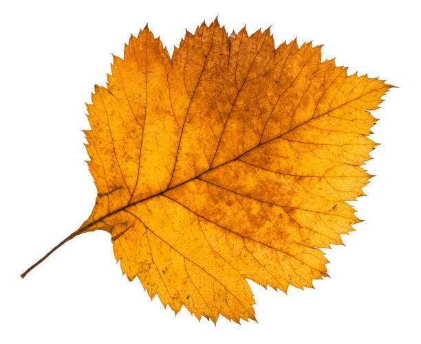 hoja amarilla de otoño de espino árbol aislado - tree hawthorn isolated cut out fotografías e imágenes de stock