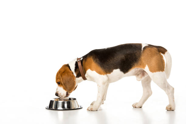 widok z boku beagle pies jedzenia karmy dla psów wyizolowane na białym - dog eating pets dog food zdjęcia i obrazy z banku zdjęć