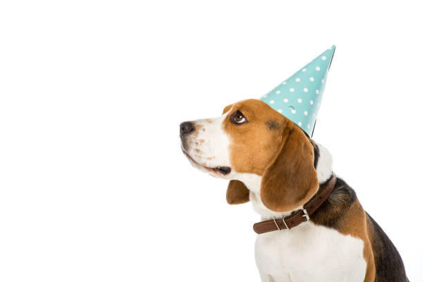 istock side view of beagle dog in party cone isolated on white 946532332