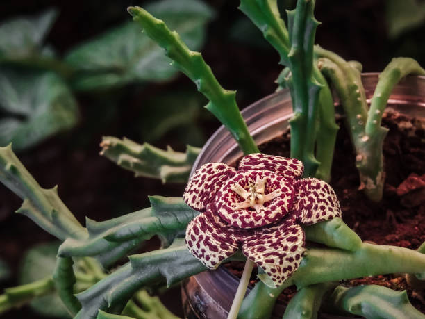 istock Stapelia - Orbea variegata, the 