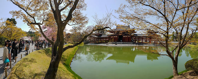 The ancient Byodoin temple in Kyoto, Japan, viewed through beautiful pink blossoming sakura (cherry blossom) trees during spring time.