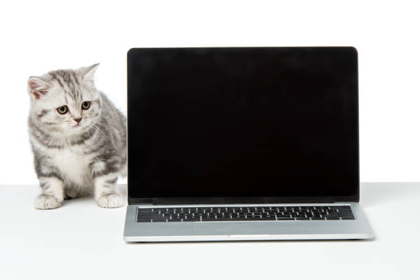 istock cute little kitten looking at laptop with blank screen on table top 946532690