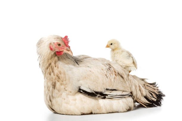 istock adorable little chicken standing on hen isolated on white 946533452