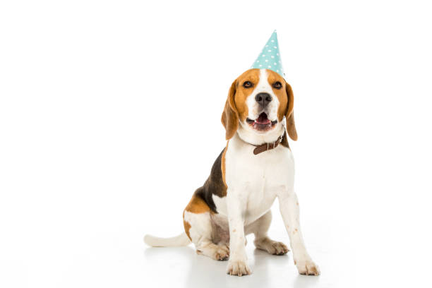 istock beagle dog in party cone isolated on white 946536658