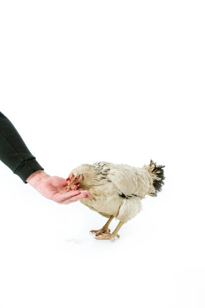 istock partial view of person feeding hen isolated on white 946538994