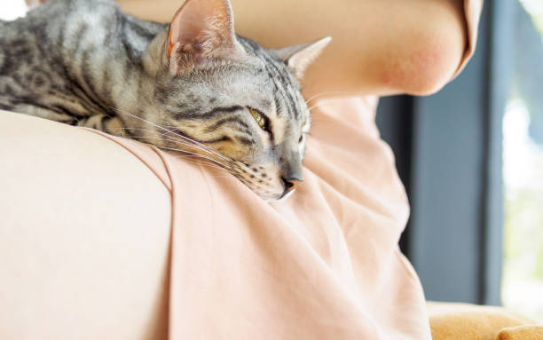 istock Sleepy Bengal cat lying on woman's thigh, resting with eyes half open. 946539352