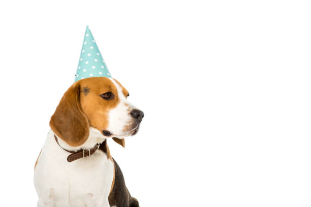 istock side view of beagle dog in party cone isolated on white 946539424