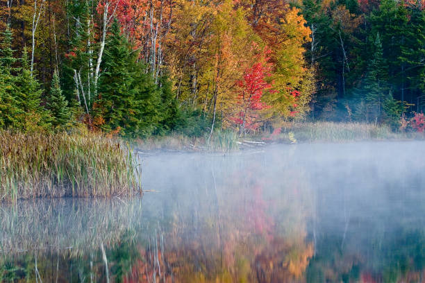 istock Autumn colors with fog 946541790