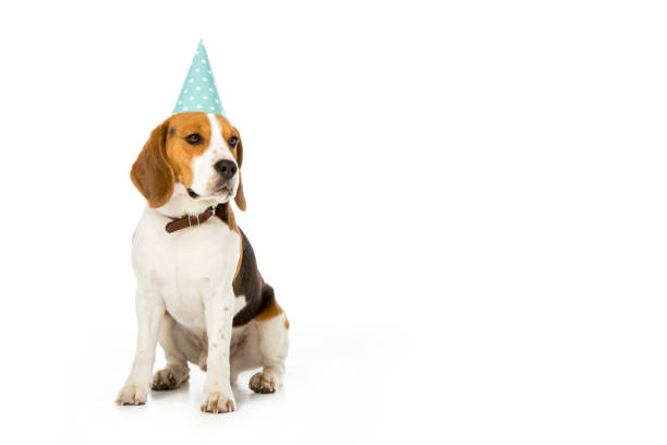 istock beagle dog in party cone isolated on white 946542010