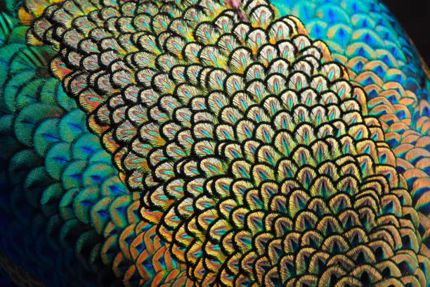 istock Mantle of green peacock 946542102