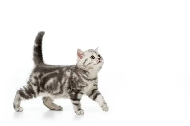 Photo of cute grey fluffy kitten walking and looking up isolated on white