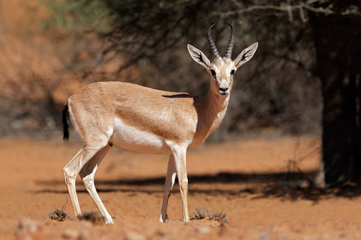 Male Arabian sand gazelle (Gazella marica), Arabian Peninsula
