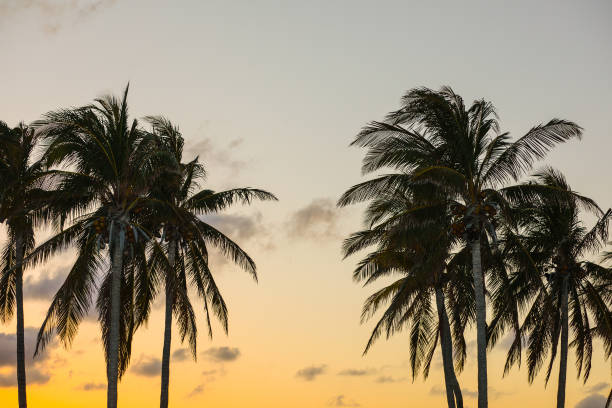 istock Tropical palm trees Miami at dusk 946543076