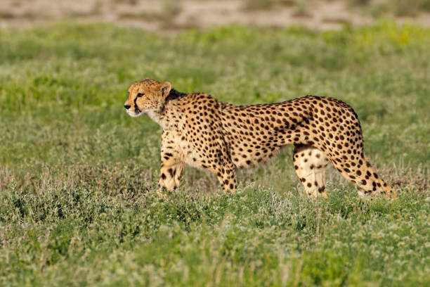 istock Alert cheetah out on the hunt 946543578