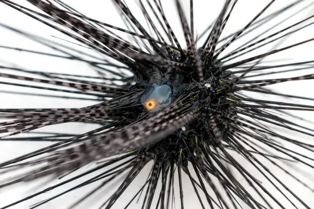 Sea urchins or urchins are spiny, globular animals, echinoderms in the class Echinoidea for education.