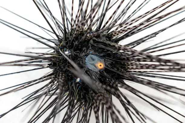 Sea urchins or urchins are spiny, globular animals, echinoderms in the class Echinoidea for education.