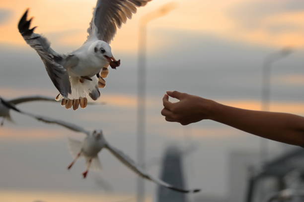 istock Human's hand feeding seagulls . Selective focus and shallow depth of field. 946549270
