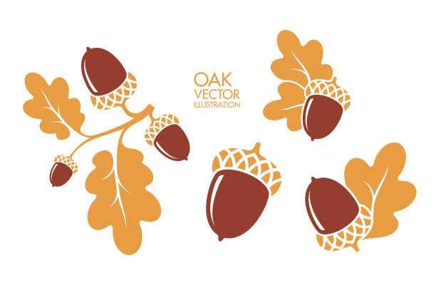 Oak. Branch. Isolated acorns on white background. Vector illustration Vector illustration (EPS) acorn stock illustrations