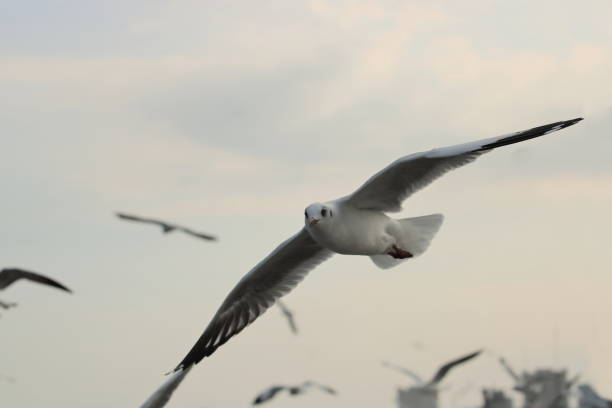 istock White seagull flying in the sky. Selective focus and shallow depth of field. 946549554