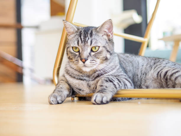 istock Cute bengal cat lying under chair, looking aside seriously, alert expression. 946549684