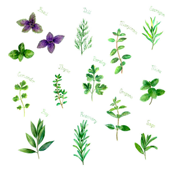 ilustraciones, imágenes clip art, dibujos animados e iconos de stock de hierbas especias acuarela verde fresco en blanco - orégano