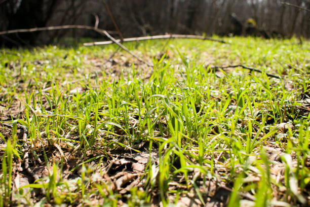 istock green glade in the park 946549854