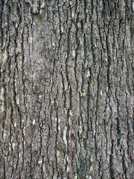 istock bark of grevillea robusta southern silky oak 946552242