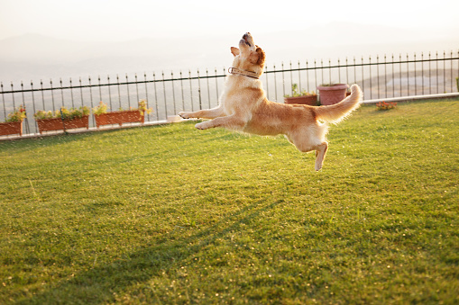 Golden retriever dog jumping on green grass