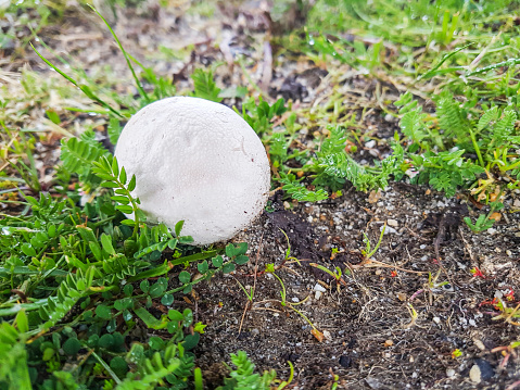 Paltry puffball mushroom, Bovista plumbea, growing on meadows of Galicia, Spain