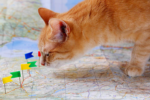 ginger cat exploring map with pin flags on it