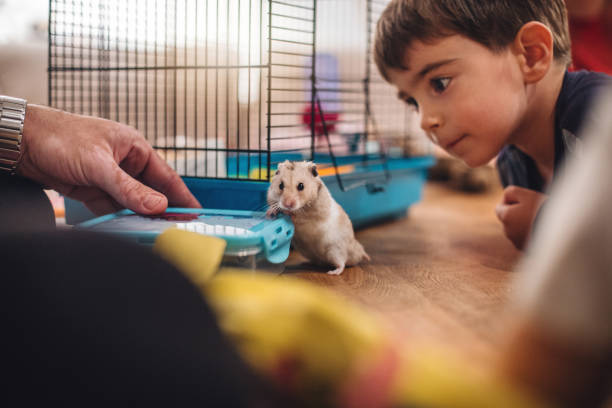 Cute boy looking at the hamster pet stock photo