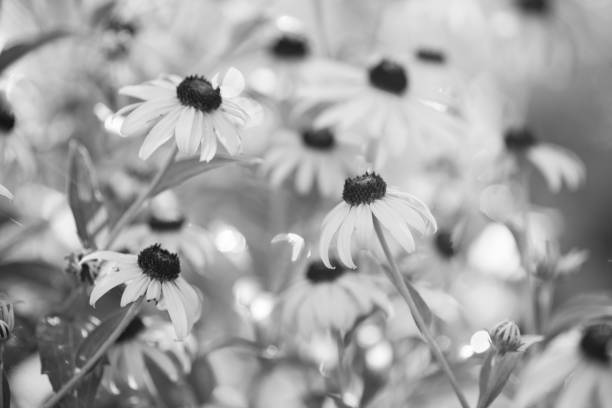 istock Bunch of Daisies  Monochrom 946559518