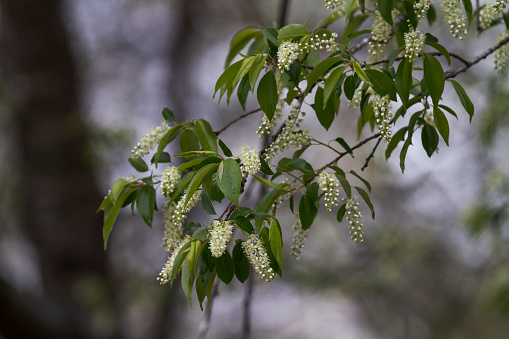 White blossoms and green leaves of the wild cherry tree, closeup with selective focus, in springtime.