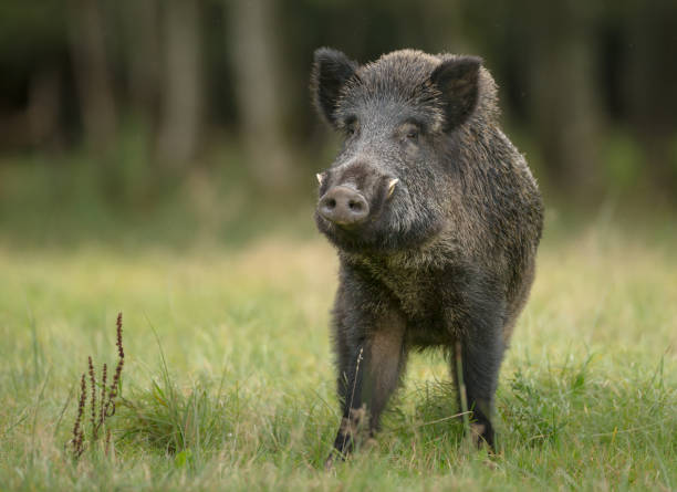 Großer Keiler – Foto