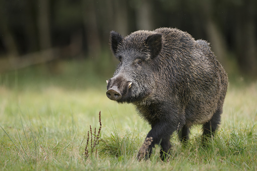 A fine male boar in a German forest
