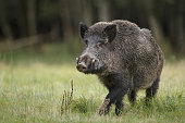 Male boar in meadow