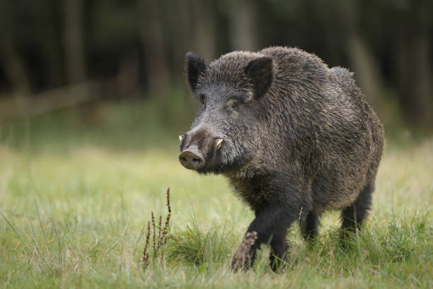 Male boar in meadow A fine male boar in a German forest tusk stock pictures, royalty-free photos & images