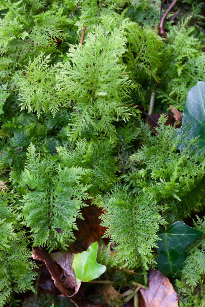 istock Moss on the floor of the Forest 946568606