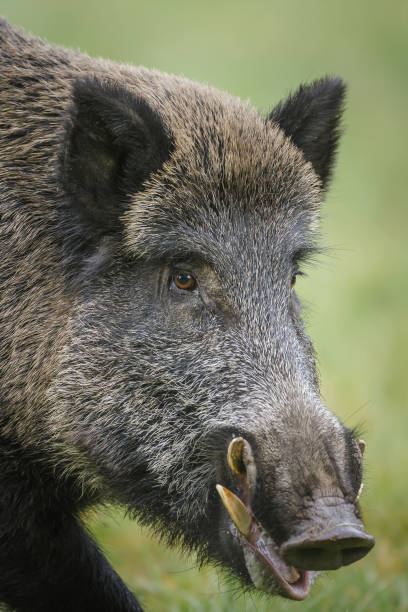 close-up impressionante javali - wild boar - fotografias e filmes do acervo