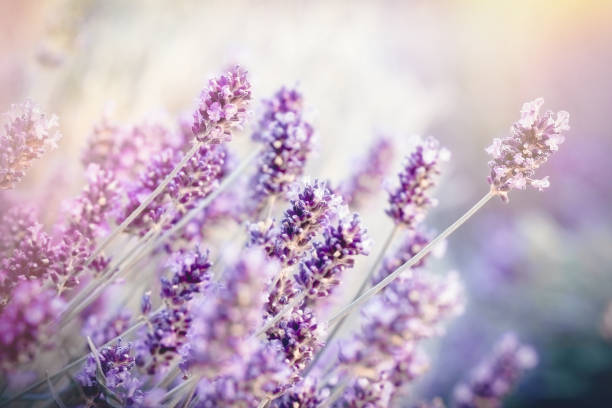 istock Soft focus on lavender flower, lavender flower lit by sunlight 946568700